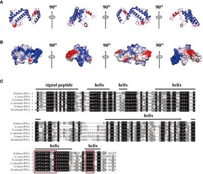 IFN-γ enhances protective efficacy against Nocardia seriolae infection in largemouth bass (Micropterus salmoides)